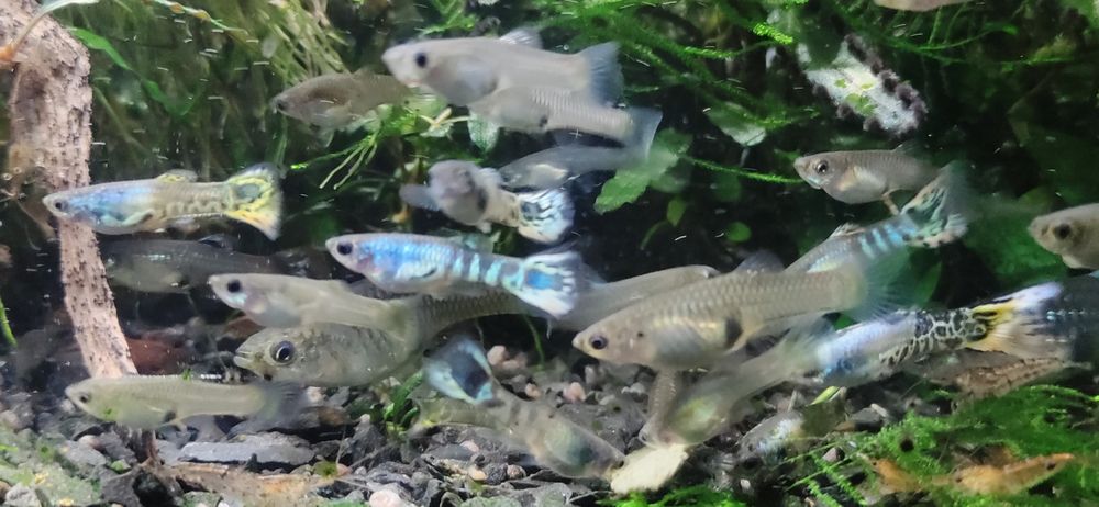 Gupiki Rybki do Akwarium 30sztuk Piękne okazy