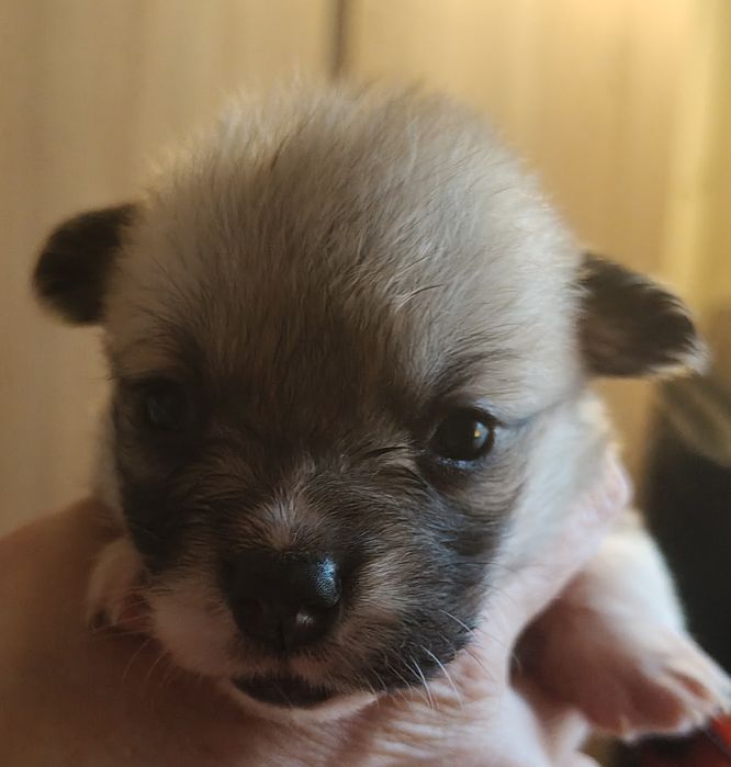 Welsh corgi pembroke