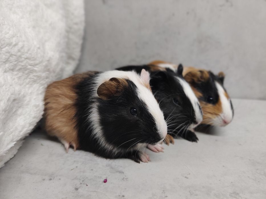 Świnki morskie młode sklep zoologiczny Julianowska 7 b Łódź