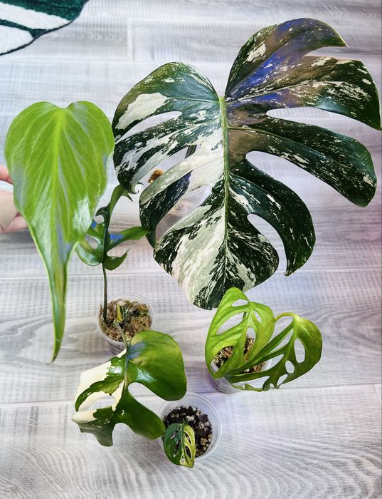 monstera mint - купити кімнатні рослини - Ціна на OLX.ua