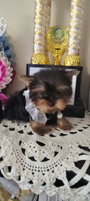 Yorkshire Terrier piesek mini mini