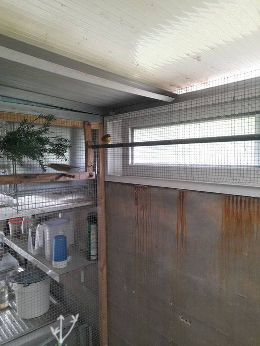 Vendo casal de aves incetivuras.