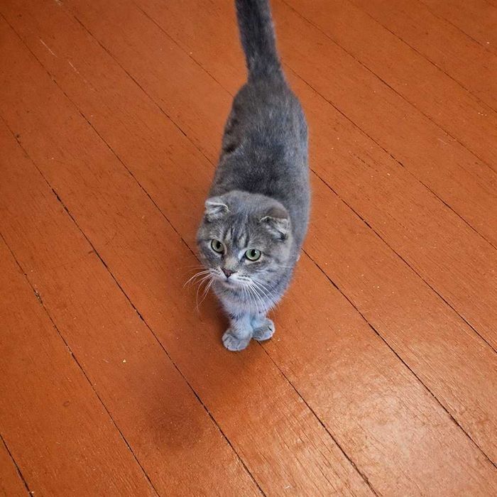 Шотландська висловуха кошечка Димка  тиха, ніжна, дуже гарна дівчинка