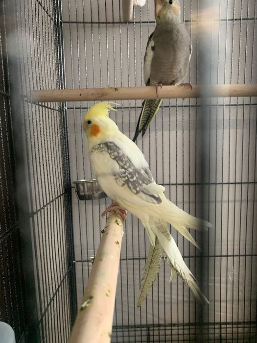 Papugi nimfy + woliera + klatka