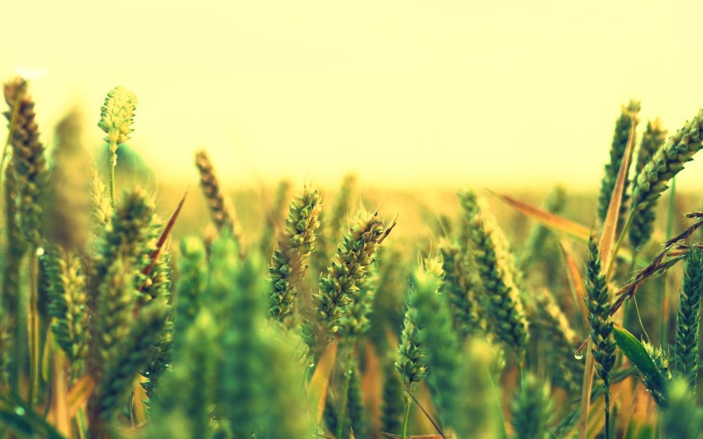 Аналіз зерновых і маслічних культур та продуктів їх переробки