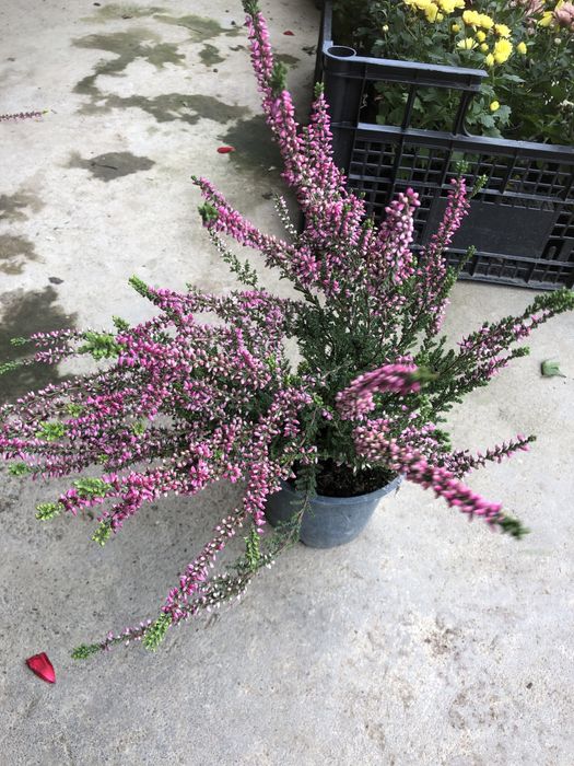 Гортензія волотиста