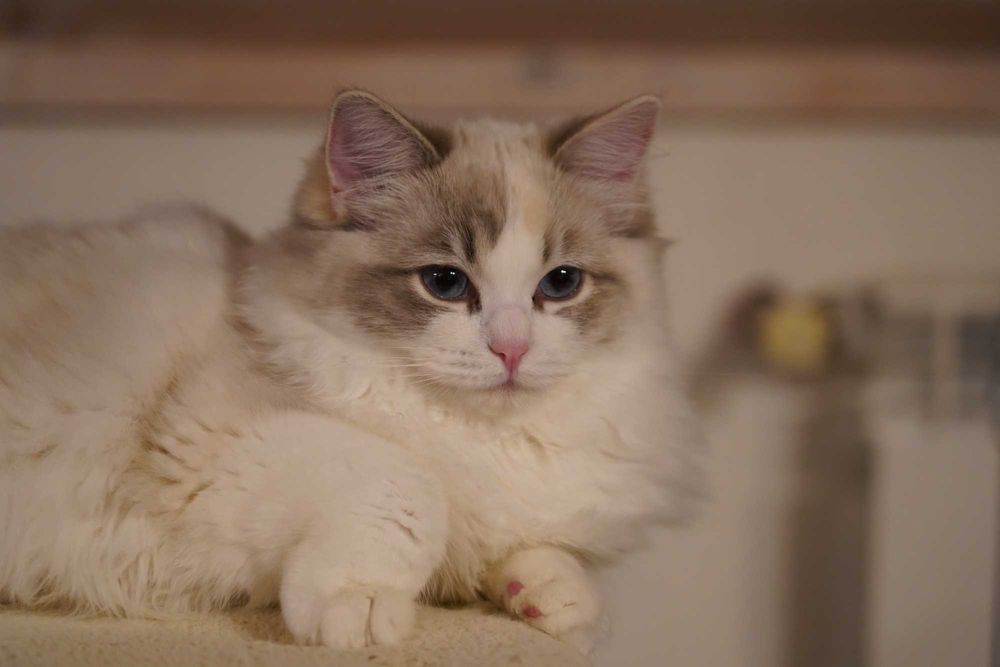 Kotka Ragdoll z rodowodem