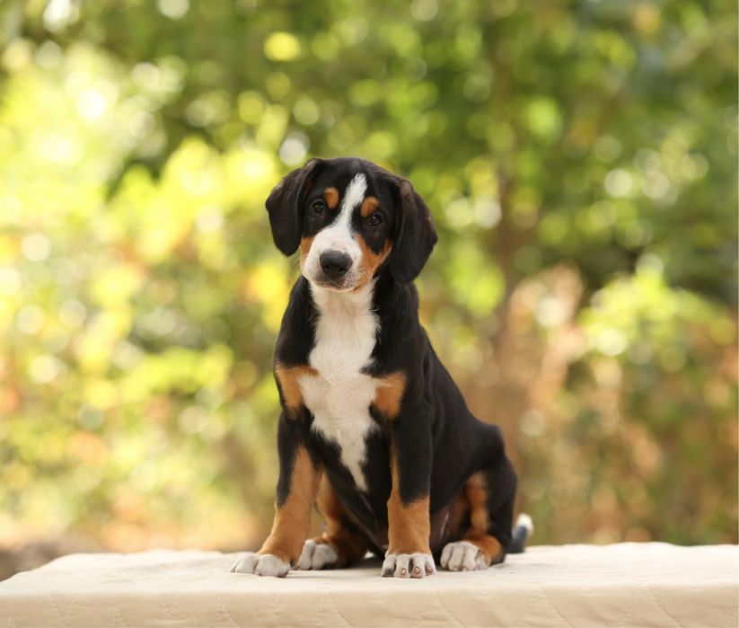 Ентлебухер Энтлебухер зенненхунд цуценята