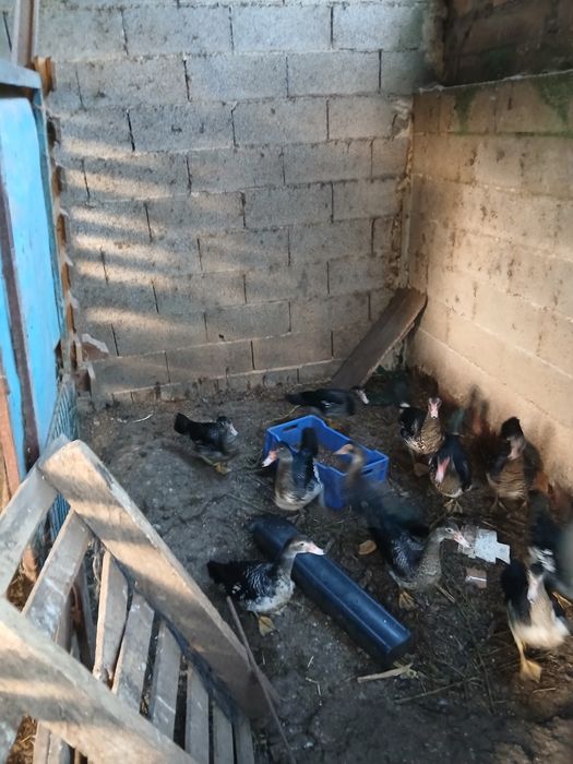 Patos mudos para venda