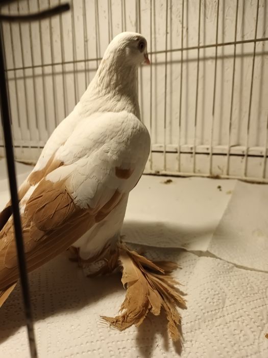 Gołąb. Wiedyn żółty samica. 25