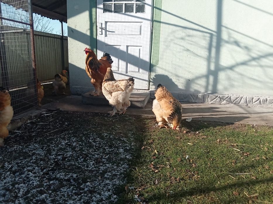 Кури брама палева
