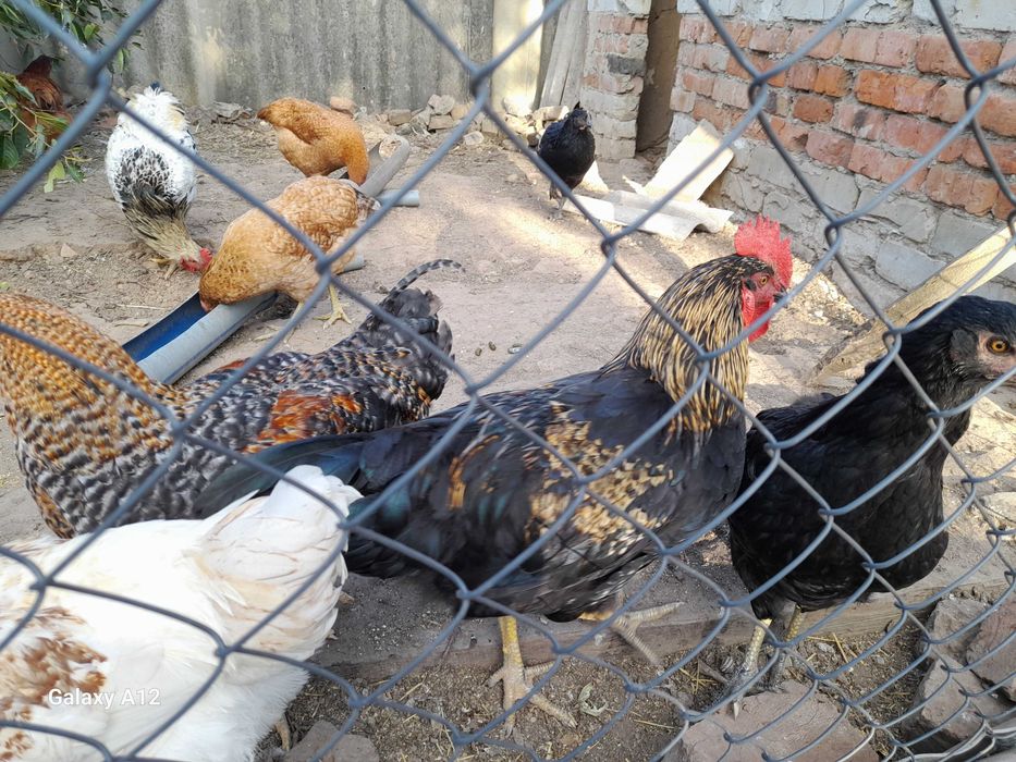 Кури,,домінант,,