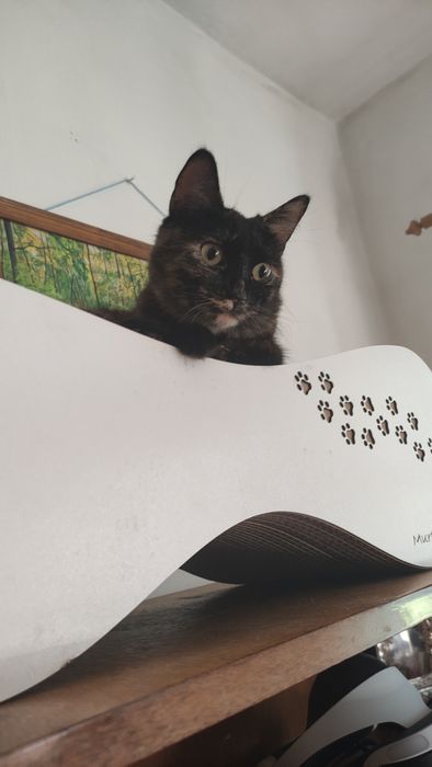 Бесплатно.Отдам в добрые руки кошку или кота