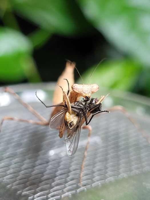 Pseudempusa pinnapavonis, "modliszka pawia, L3 L4