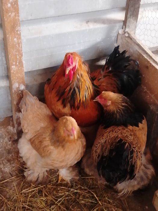 Ovos disponível brahmas light,dark e buff . Jersey gigante negro e azu