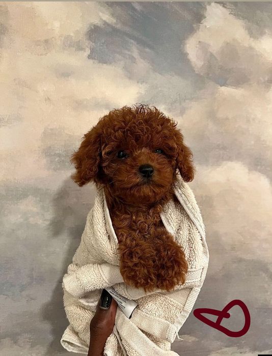 Хлопчик той пудель Ред Браун