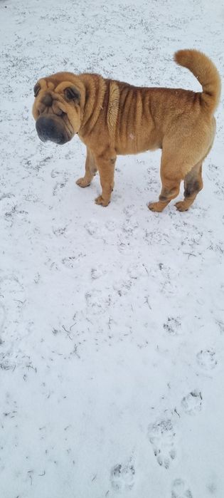 В'язка(злучка)Шарпея