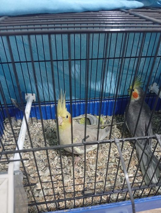 Vendo casal de caturras