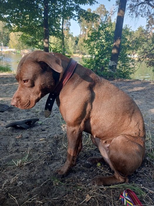 Американский питбуль ищет дом