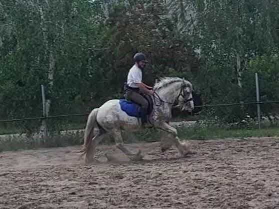 Ogier Irish Cob (nie tinker) z licencją / koń rodzinny