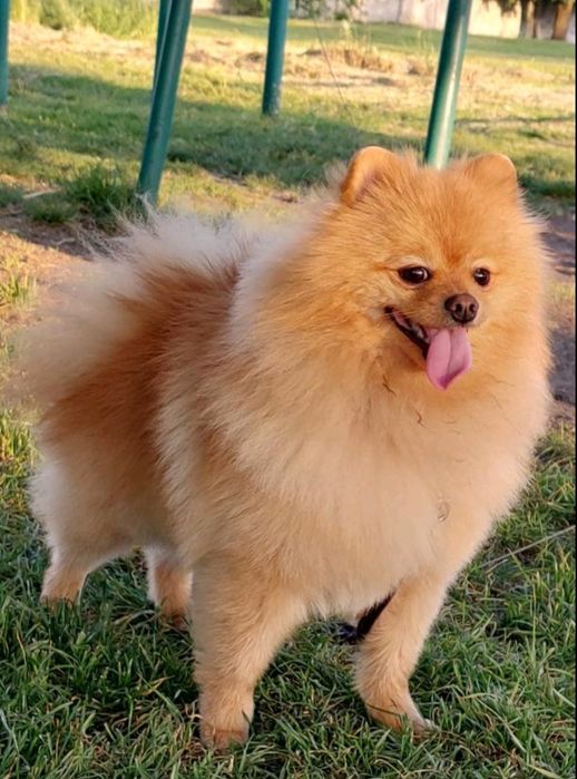 В'язка померанський шпіц