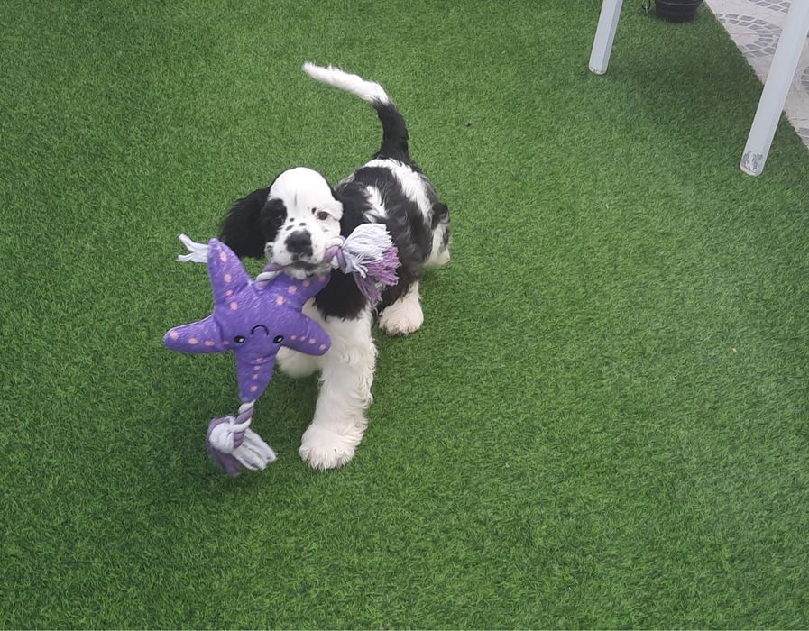 Animais de companhia -Cocker Spaniel Americano