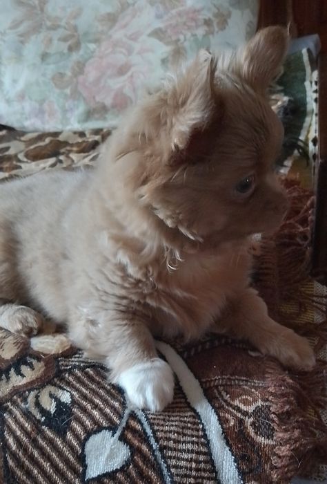 Хлопчик чихуахуа д.ш. стандарт