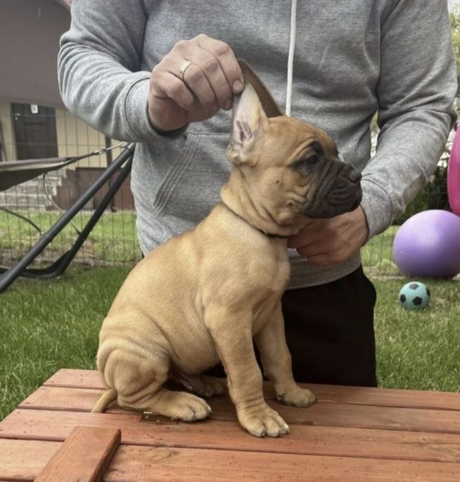 Cane Corso mocna suczka