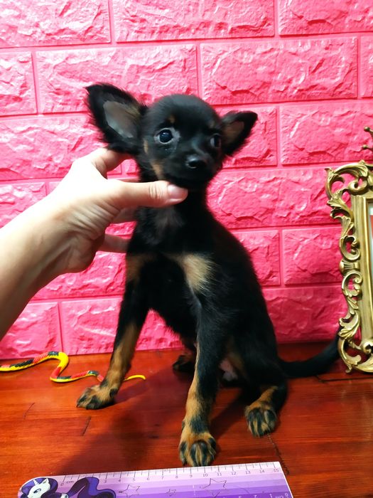 Длинношерстная куколка от двух Чемпионов! Перспектива! КСУ,чип,привита