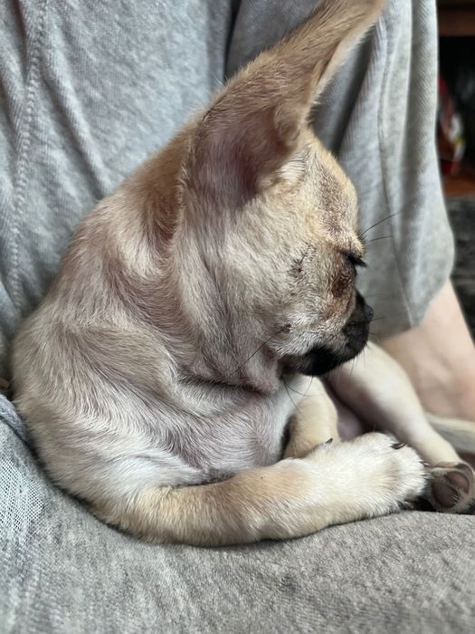 Песики в люблячу родину