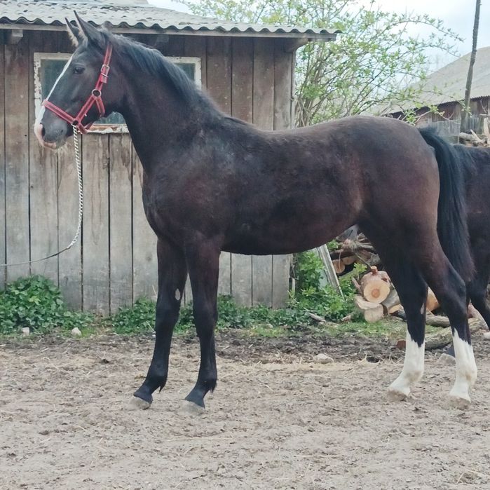 Sprzedam źrebice