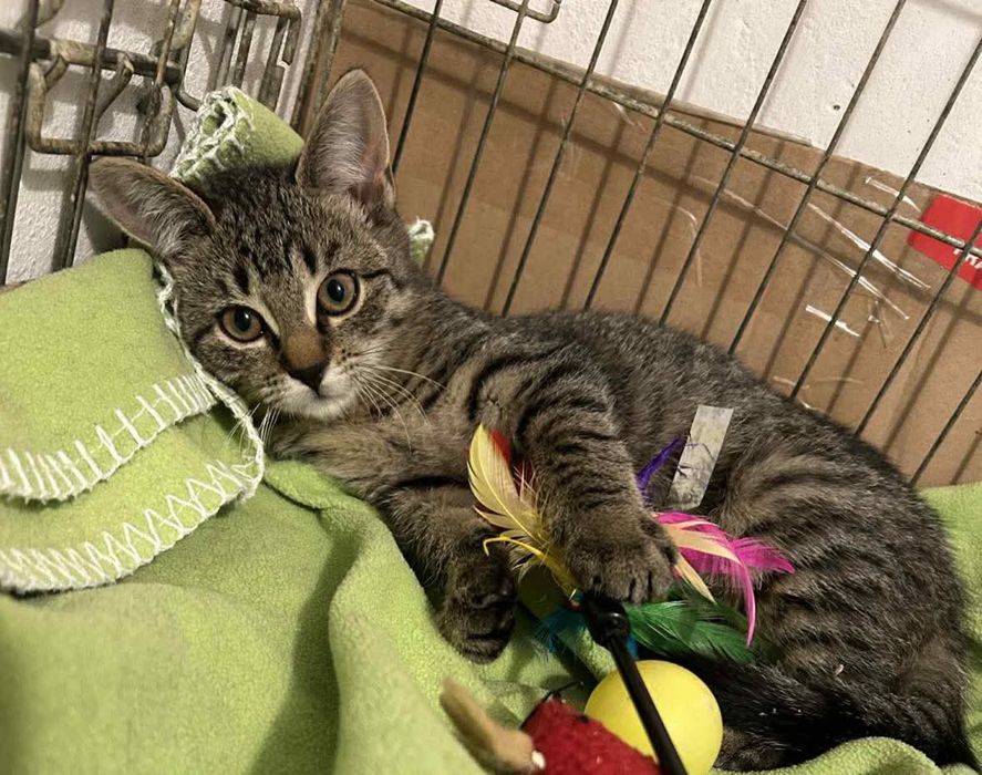 Urocza Krewetka szuka domu!