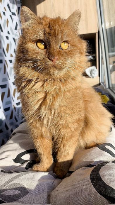 Шукає домівку руда красуня