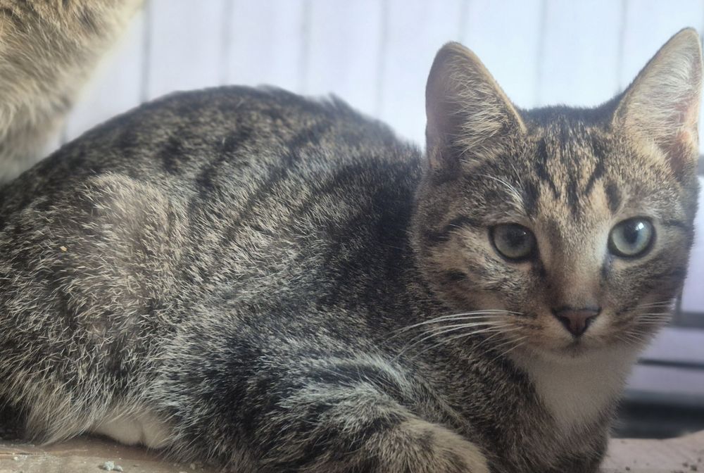 Roczny kocurek Suzuki do pilnej adopcji