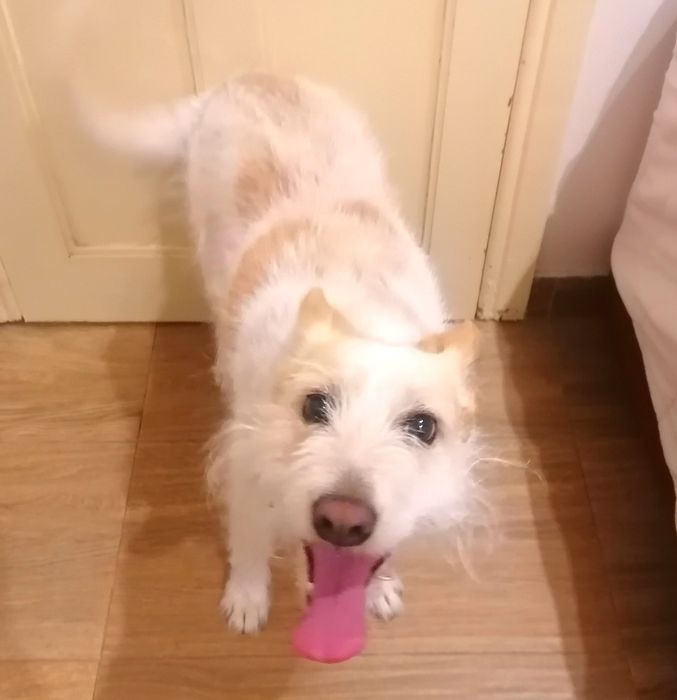 Marley  Adoção responsável