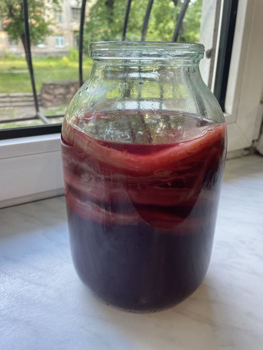 Чайный гриб Комбуча