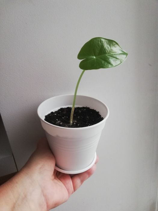 Алоказія пахуча(дітка)