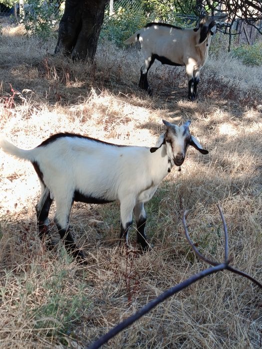 Cabrito macho serpentina