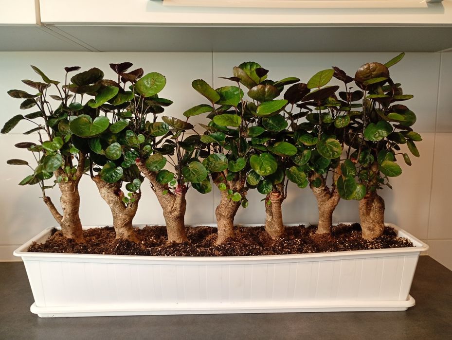 Polyscias Fabian bonsai