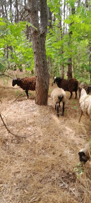 Барани Романівської породи