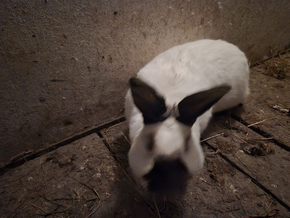 Króliki mieszańce mięsne