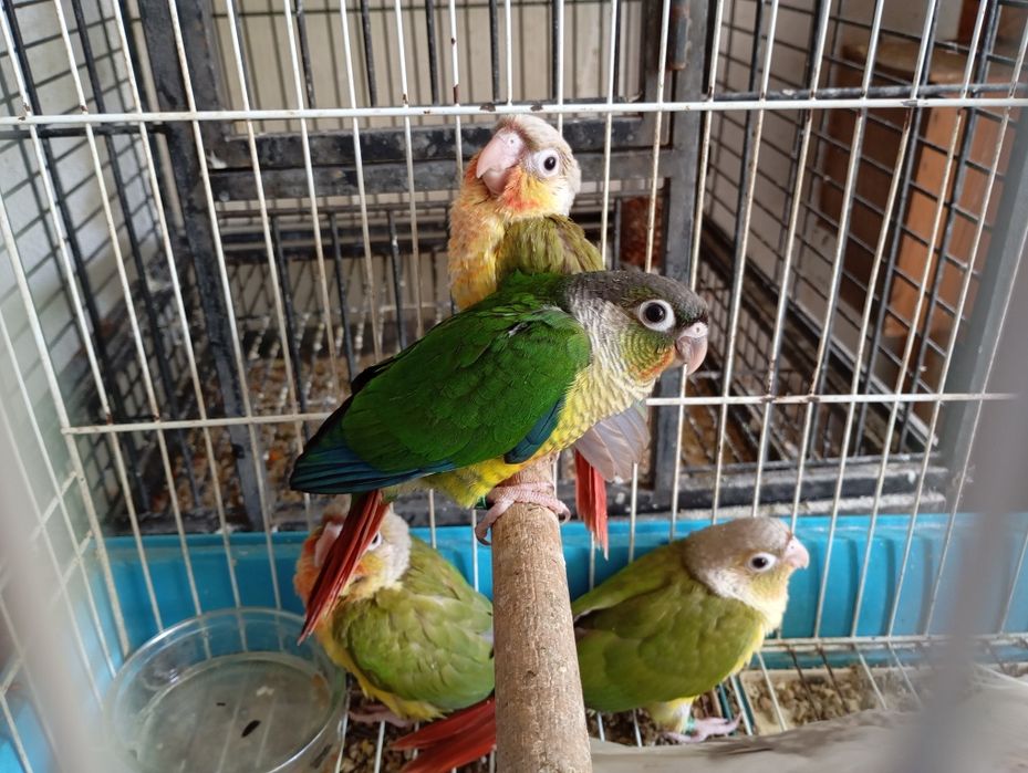 Caturras 2 papas