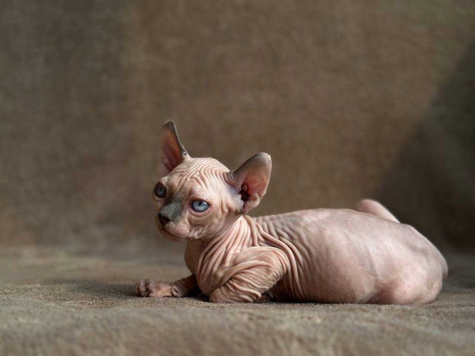 Кіт sphynx ELF ельф