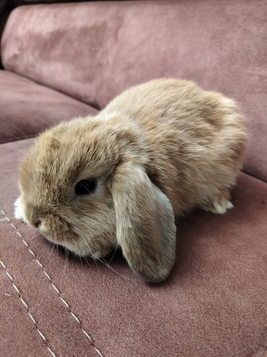 Mini lop z domowej hodowli