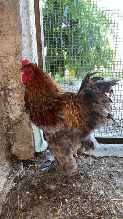 Ovos galados de bramha