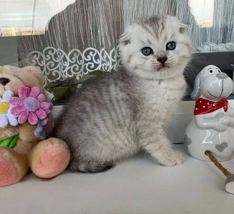Шотландські кошенята