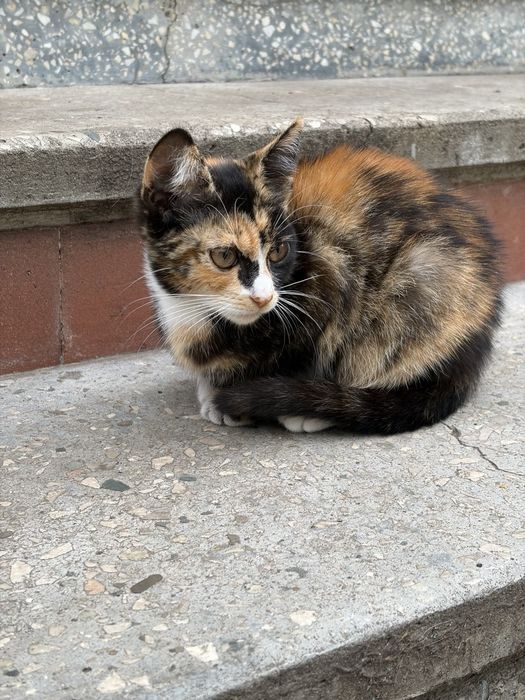 Віддам котиків у добрі руки