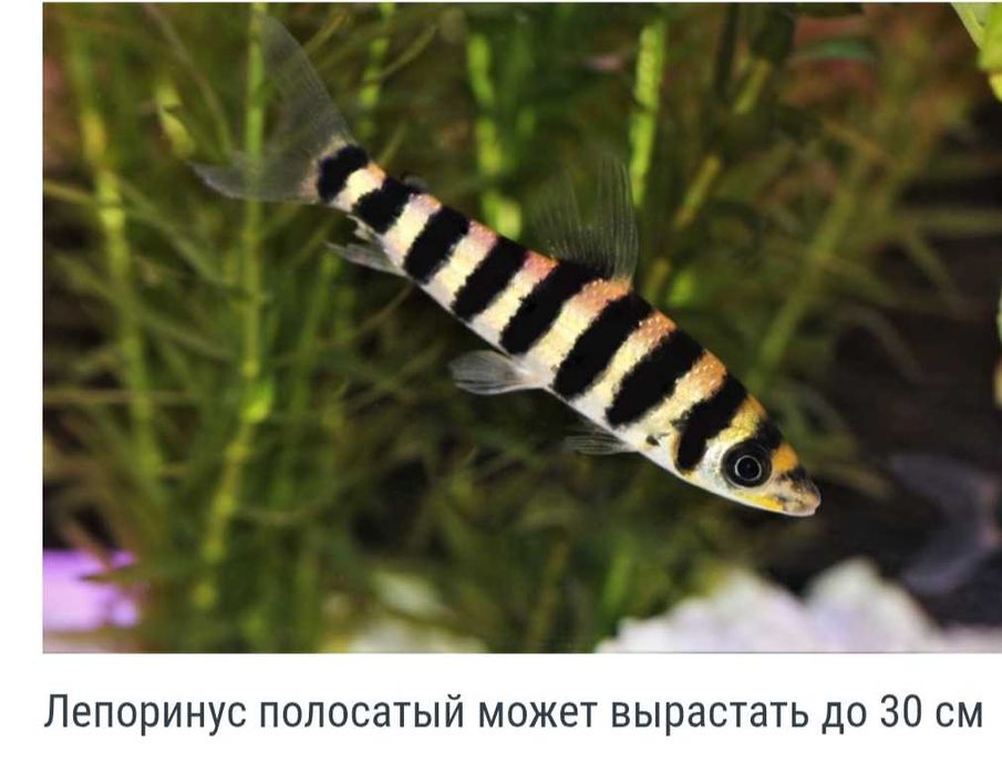 Продам пару рибок лепорінус полосатий 200гр