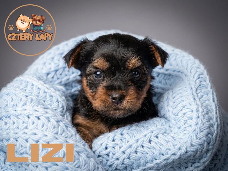 Yorkshire terrier