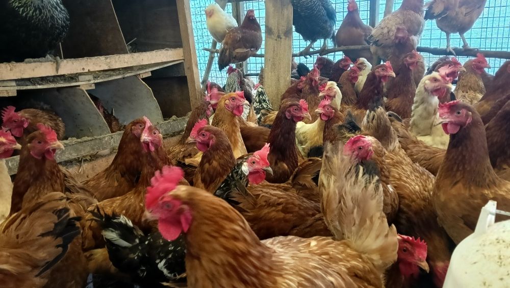 Młode kury nioski rossa 24 tygodnie